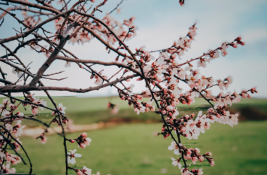 fioritura albero ciliegio in salento