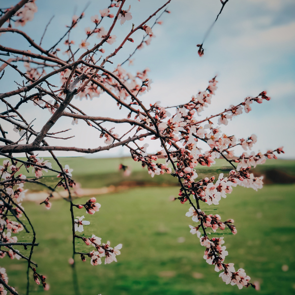 fioritura albero ciliegio in salento